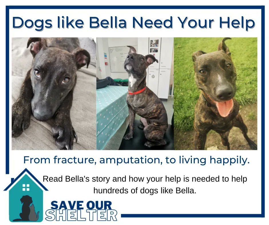The shelter is crucial for puppies like Bella. A contribution of any size can be done through bit.ly/save-our-shelt… After a fracture wasn't treated, she needed an amputation to survive. Now, she runs and jumps around her forever home! Please, support complex cases like Bella.