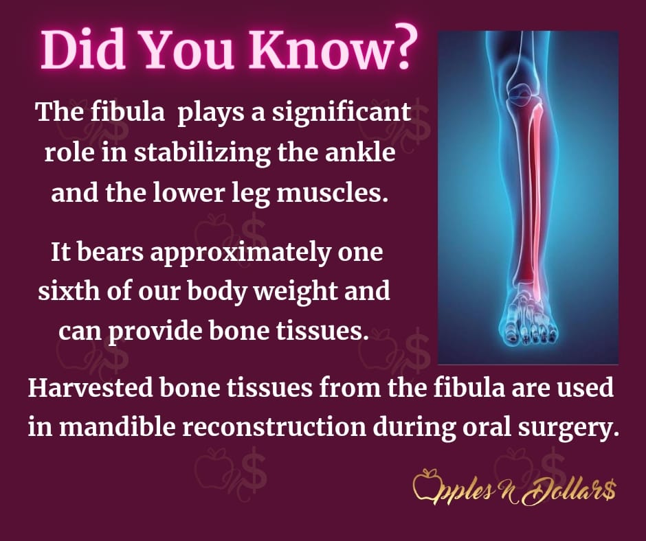 applesndollars's tweet photo. Did You Know
#41
Check out these facts you didn't know about the Fibula.
Follow Apples N Dollars for exciting content!
#applesndollars
#applesndollarsdyk
#didyouknowbyapplesndollars
#fibula
#muscles
#bodyweight
#bonetissue
#mandible https://t.co/piuCx0H95j