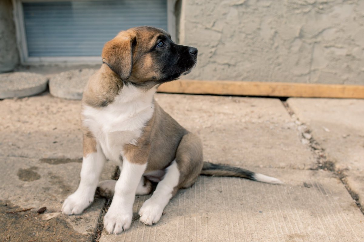 FurRSQ's tweet photo. Hello! My name is Breeze! I am one of the Skylander pups. I am your typical puppy. I love to run, play, chew, eat and sleep. Then repeat! I am a sweet &amp; cuddly girl. I explore life with gusto. I will need someone who appreciates my enthusiasm and voice. https://t.co/4RPMFFbDH2
