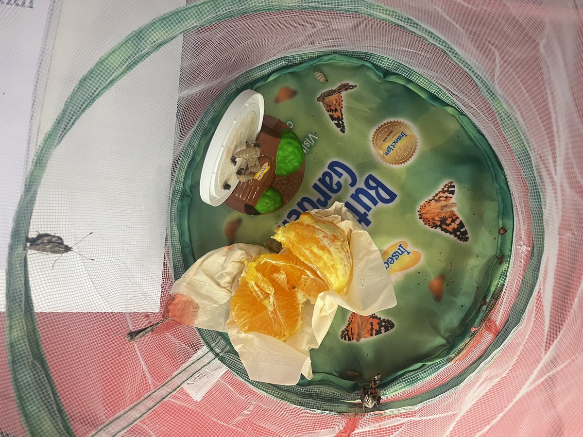 Jasmine01938873's tweet photo. Definitely came back with a butterfly surprise today! ☺️the kids loved watching them turn form larva-chrysalis-butterfly. Life sciences is always awesome 👏. #lifescience #butterfly #butterflylifecycle https://t.co/J3EL3PH8U5