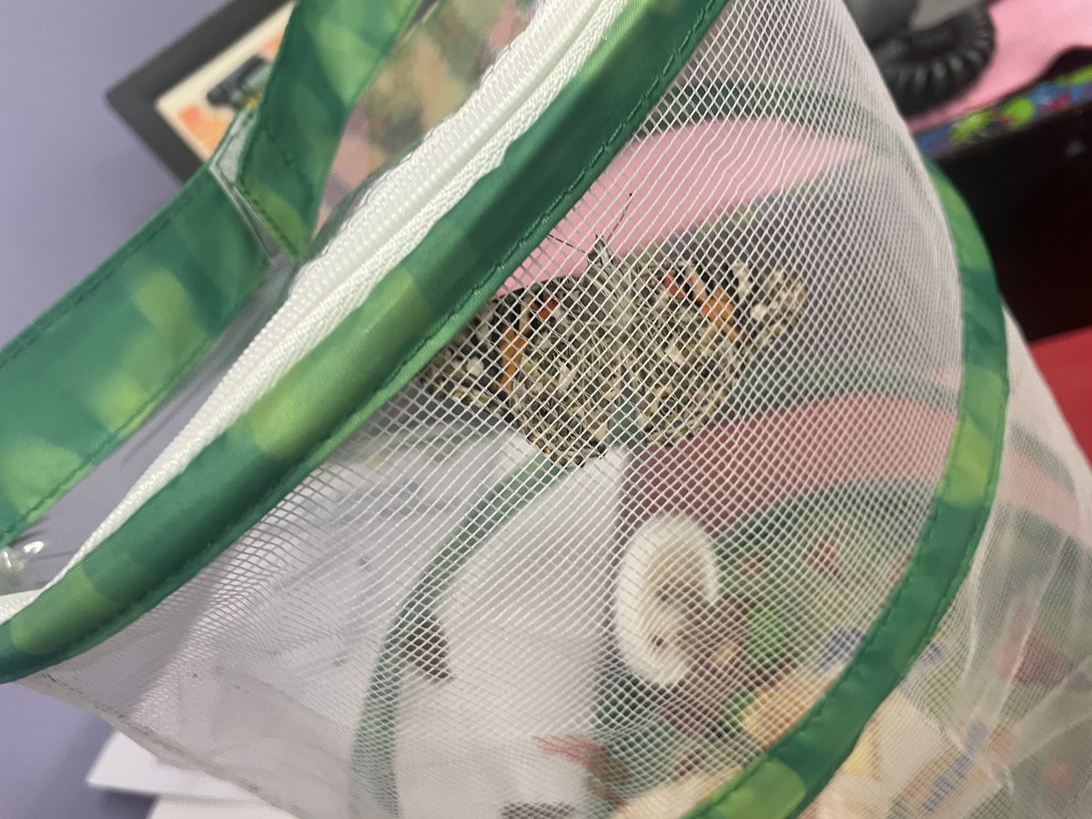 Jasmine01938873's tweet photo. Definitely came back with a butterfly surprise today! ☺️the kids loved watching them turn form larva-chrysalis-butterfly. Life sciences is always awesome 👏. #lifescience #butterfly #butterflylifecycle https://t.co/J3EL3PH8U5