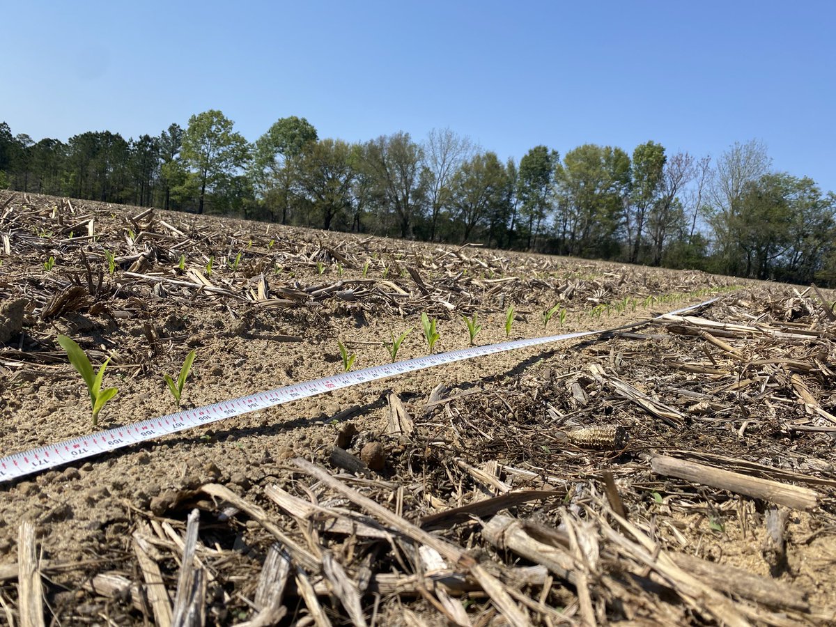 Remember, to make early-season 🌽plant stand assessments. Also, take vigor and emergence ratings. Several environmental factors can effect seed germination and emergence. At the end of the season, assess your in-season notes to see how they correlate to grain yield. #plant21