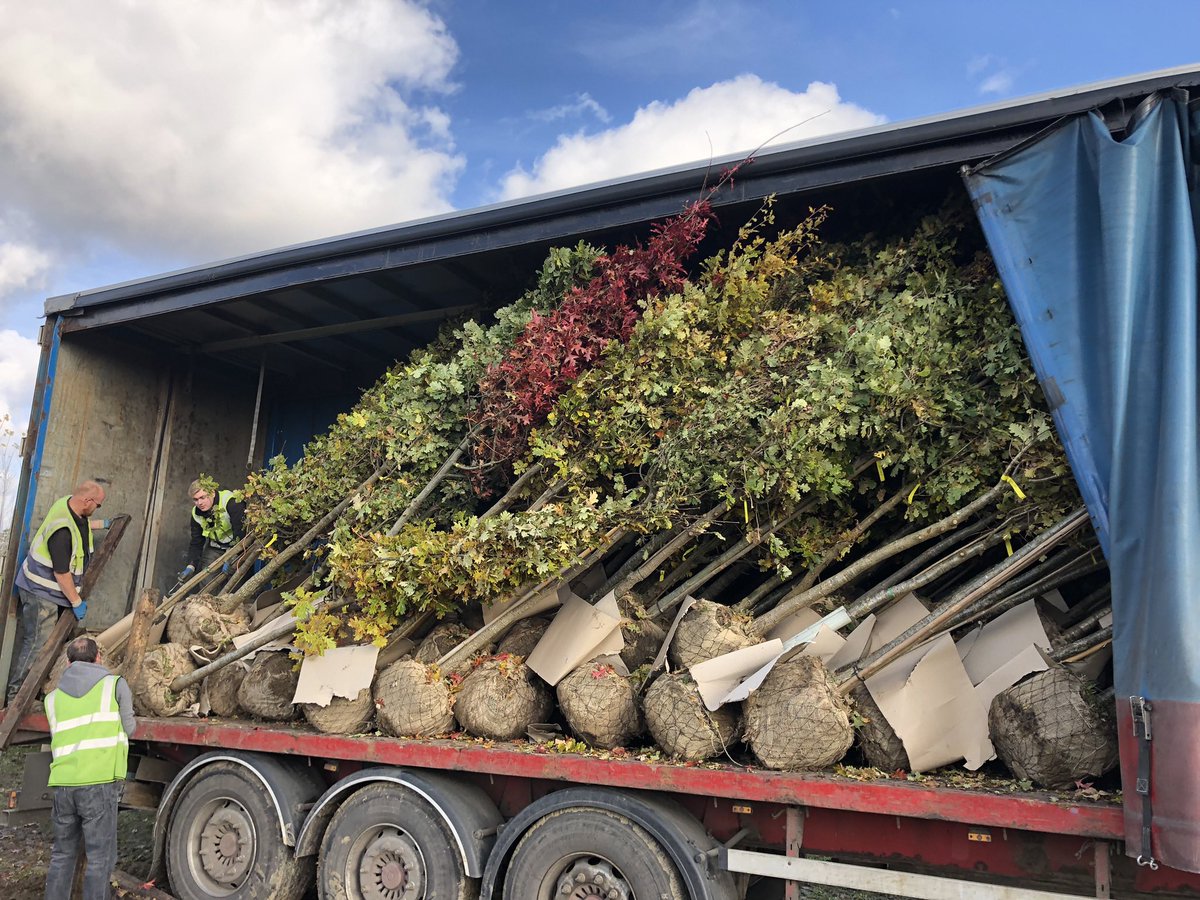 King_and_Co's tweet photo. We now have 100s of large trees we rootballed in the winter and established in containers for summer planting…#Trees #climate #spring #Evergreen #Essex #rootballed #ready https://t.co/re6AFTlIHa https://t.co/LH4Qsj9Kas