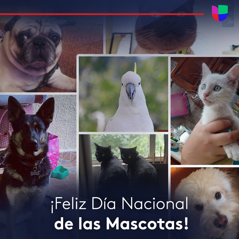 nmasunivDC's tweet photo. Hoy celebramos el amor y alegría que las mascotas traen a nuestra vida en #NationalPetDay. 🦜🐟🦎🐶🐱 ¡Envíanos fotografías de tus mascotas! https://t.co/wb4V02lCp4