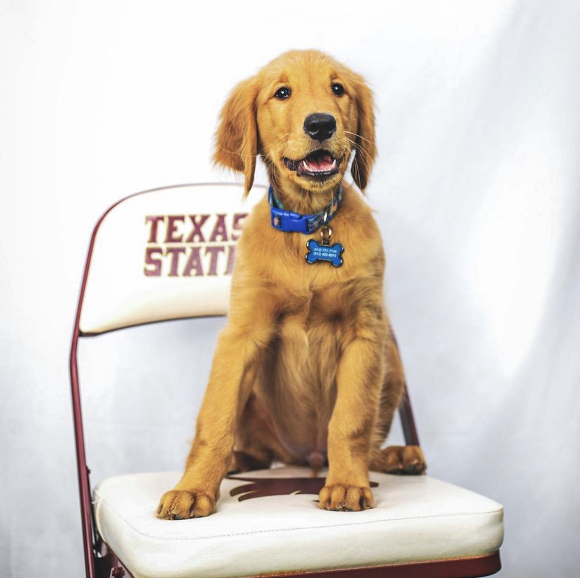 TxStateBobcats's tweet photo. Happy National Pet Day! We need to see all the good boys and girls to get through the day so drop your pet photos! ⬇️

Also, the #TXST doggos are invited to Bark in the Park at the Texas State Baseball game on Saturday, April 23! 🐾 https://t.co/uGQw8bJAu4