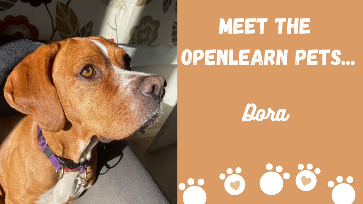 OUFreeLearning's tweet photo. Meet Dora πΆ
Dora is a Portuguese Pointer and belongs to Jane, Head of OpenLearn. Dora loves sunshine - especially sparkles she can chase. If she could read, we reckon Dora would love this FREE course on 'The Sun':
https://t.co/wEwAgeK9pl
#NationalPetDay #MeetTheOpenLearnPets https://t.co/KWX21y98Op