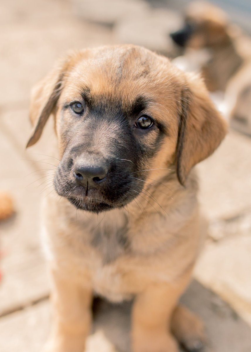 FurRSQ's tweet photo. Hi, my name is Nijini!  I love to run, play, chew, eat and sleep. Then repeat! I am sweet and cuddly, just like my mom. I think I am going to look like her too when I get bigger. I am a little shy and need a bit more time when meeting new dogs or going to new places. https://t.co/9Z1YV5M1wG