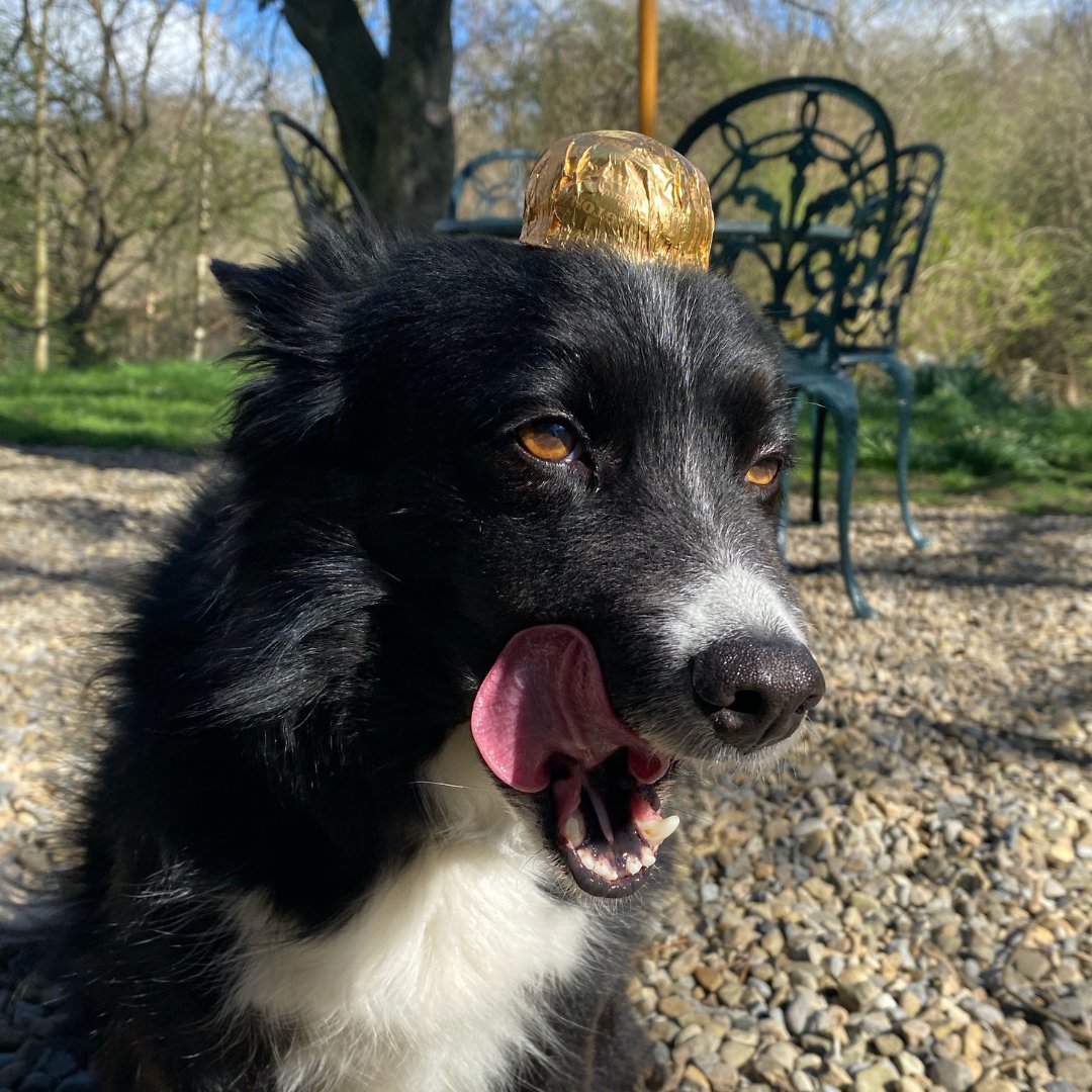 Ringtons's tweet photo. Happy National Pet Day from Bonnie the Collie and her Ringtons Mallow fascinator...
#PetsofRingtons 🐶 https://t.co/AHG4YEyCQR