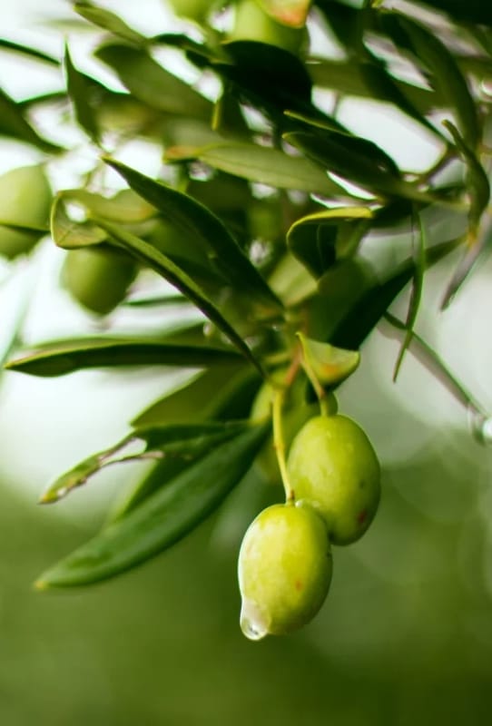 Gourmet_Al's tweet photo. ¿Cuáles son las diferencias entre el aceite de oliva, virgen extra, de girasol y otras grasas vegetales, imprescindibles en Gastronomía? ➡ https://t.co/ScwoCV3wyi via @BonViveurSpain #AOVE #AceiteDeGirasol #AceiteDeOliva https://t.co/jKxwz3cpiI