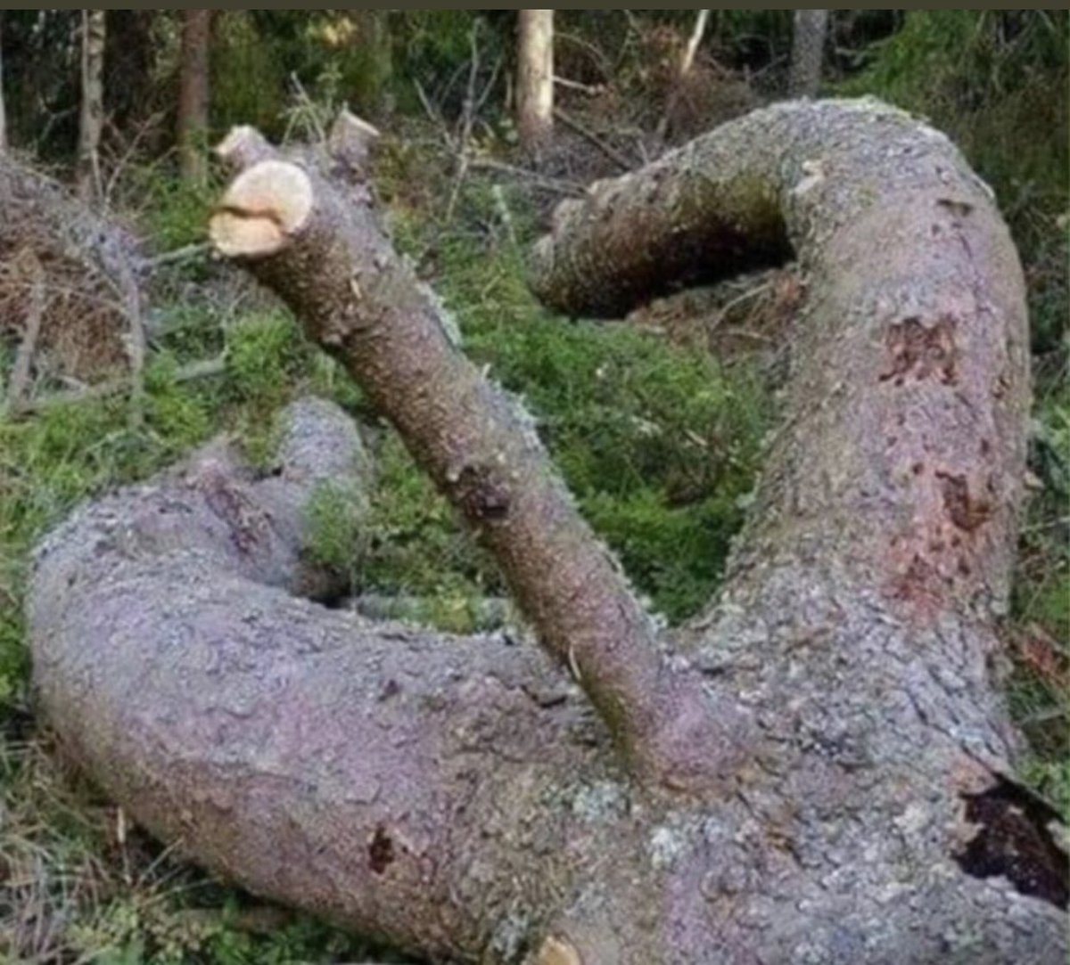 Yak beni Feride …. Nerede