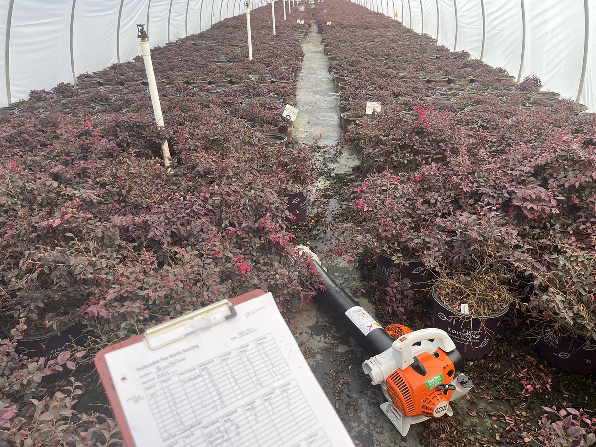 Ellie_VTbugs's tweet photo. Seasonal monitoring for the #redheadedfleabeetle is underway! https://t.co/UJVapcjcLR