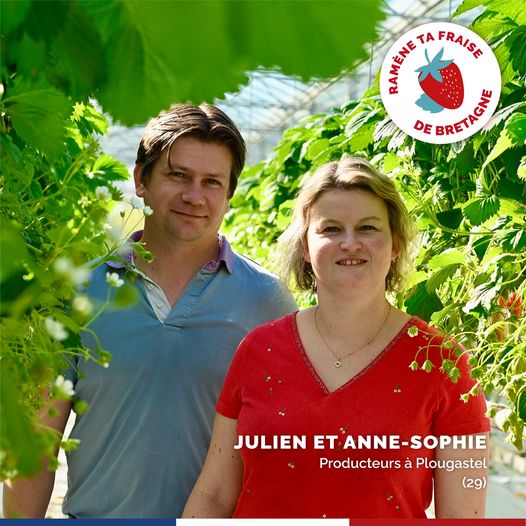 Les #fraises sont présentent en #Bretagne depuis le 18ème siècle ! Le climat de #Plougastel se prête particulièrement bien à la culture des fraises, notamment #Gariguette 🍓