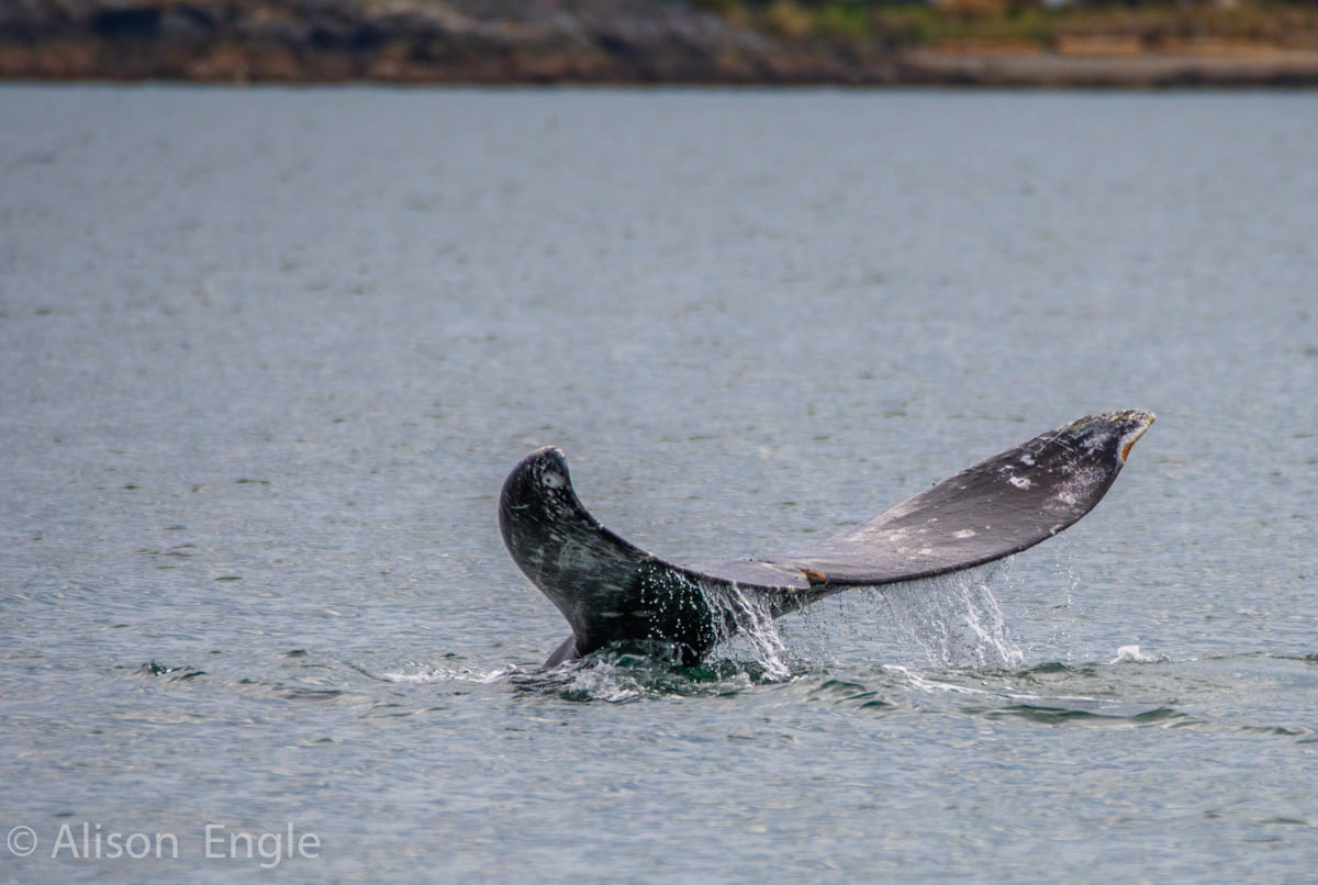 ThePWWA's tweet photo. Fortunately the whales and wildlife have been more consistent than the weather! Here are some highlight photos from the last week taken by our PWWA captains, naturalists, and crew. ☀️🌼💦🌈❄️
@WildWhalesVan @psxpress @FiveStarWhales @orcawhalewatch #pwwa #springwhalewatching https://t.co/egxmvPKgAn