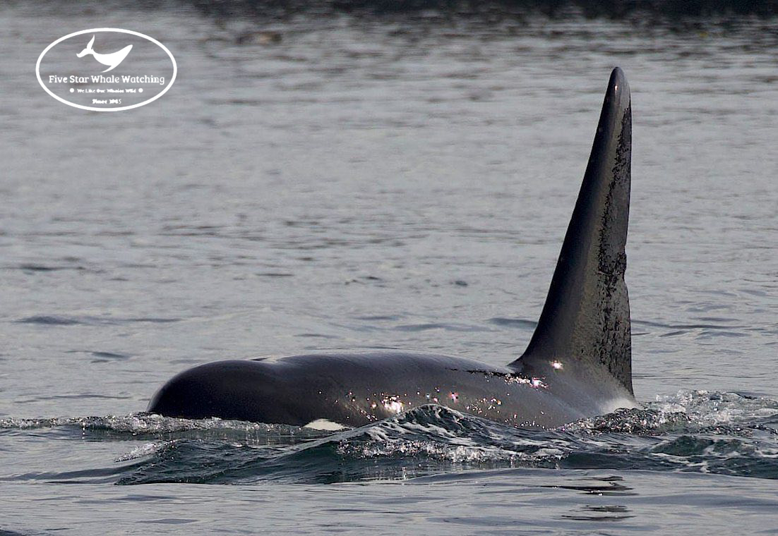 ThePWWA's tweet photo. Fortunately the whales and wildlife have been more consistent than the weather! Here are some highlight photos from the last week taken by our PWWA captains, naturalists, and crew. ☀️🌼💦🌈❄️
@WildWhalesVan @psxpress @FiveStarWhales @orcawhalewatch #pwwa #springwhalewatching https://t.co/egxmvPKgAn
