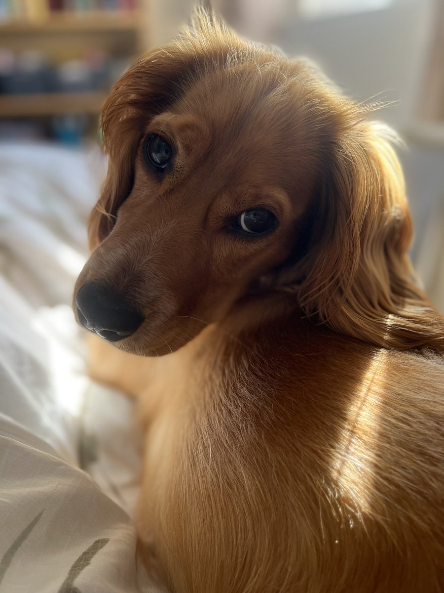 National pet day means I’m obliged to post a picture of my main man, Jax. 🧡#NationalPetDay