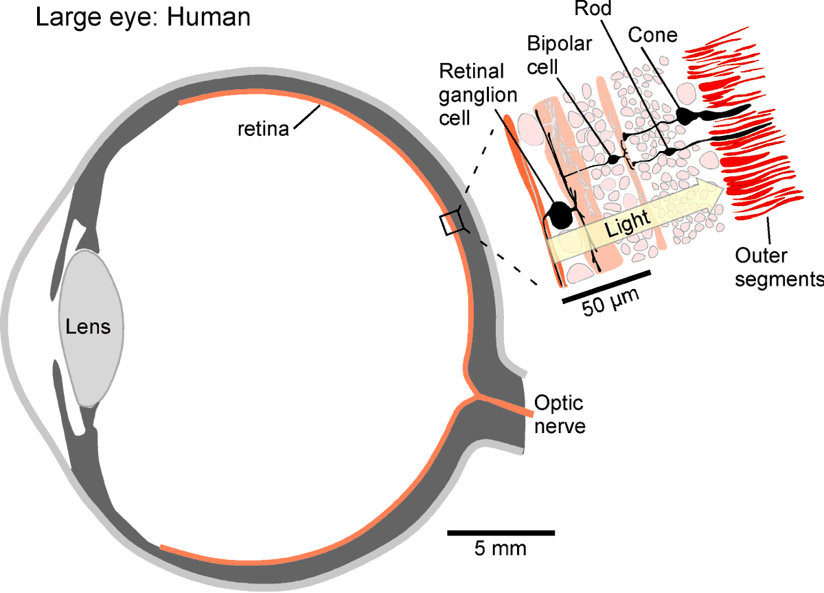 NeuroFishh's tweet photo. Is our retina really upside down? 

Debatable...

Find out some musings in our new "My Word" piece freshly out in @CurrentBiology 

https://t.co/9hachTHzT0 https://t.co/TlG1KpcYsM