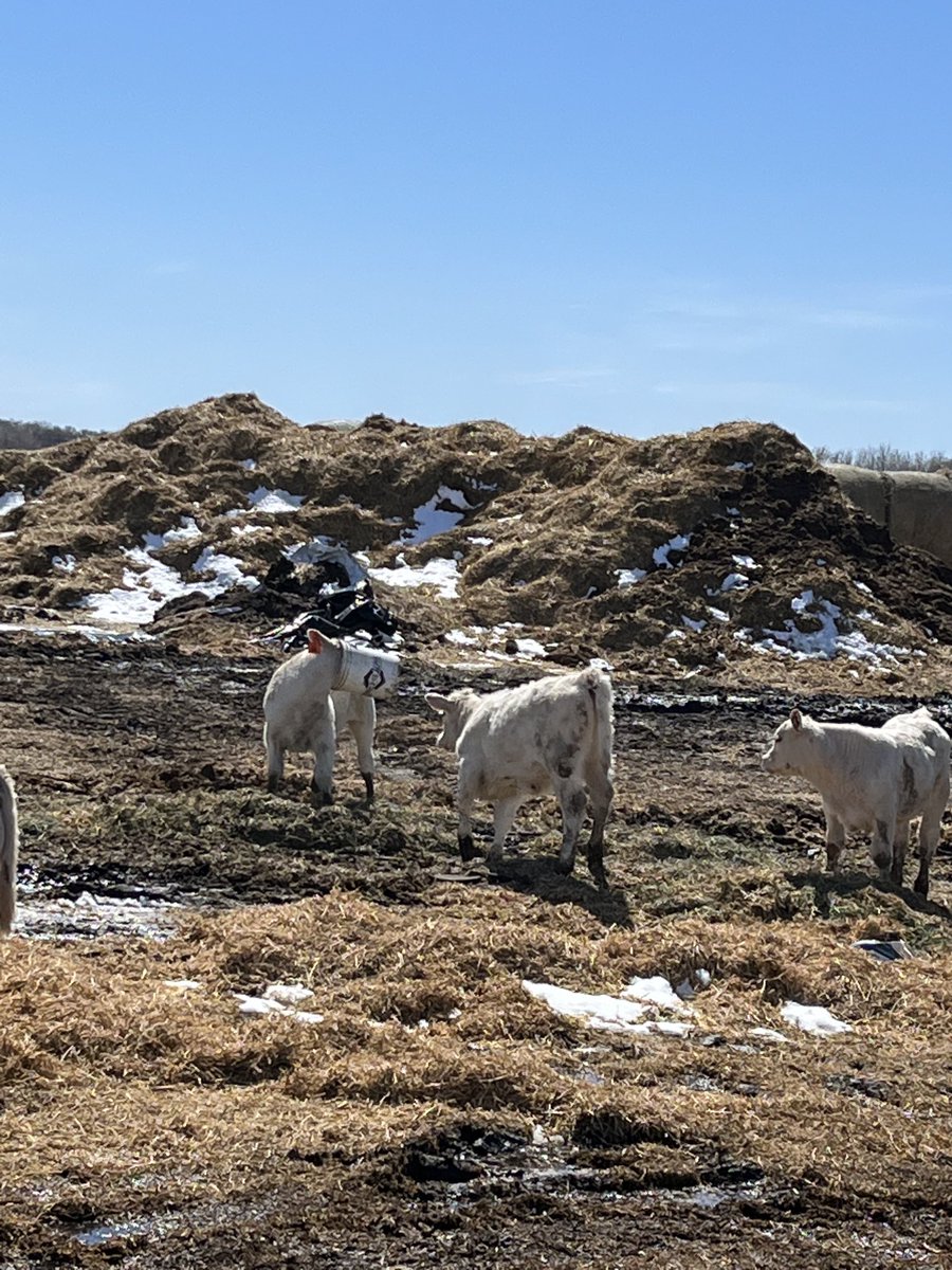 RobCrpate's tweet photo. He’s preparing for the big storm I think #SOC they are an interesting bunch #Charolais #beidentifiable https://t.co/6P5Bbl6PY2