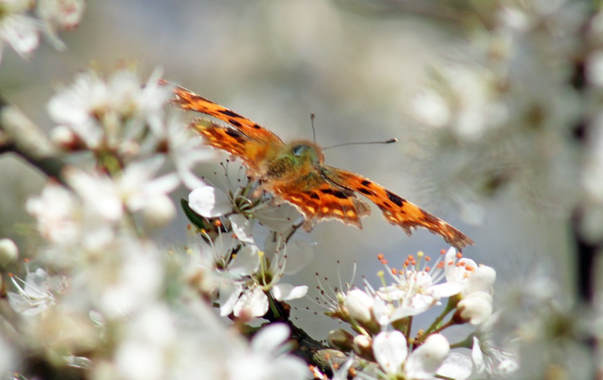 MorvienR's tweet photo. As I took Lizzie for today's #Springwatch walk🐶around the public footpath to #MotspurPark &amp; back to #WorcesterPark Surrey saw a few butterflies🦋@Team4Nature @Natures_Voice @savebutterflies @RSPB_Richmond @BCKentBranch @ButterflyParad5 @BBCSpringwatch @MissDollyLeigh @beMEWsed https://t.co/BSxRQbUwcN