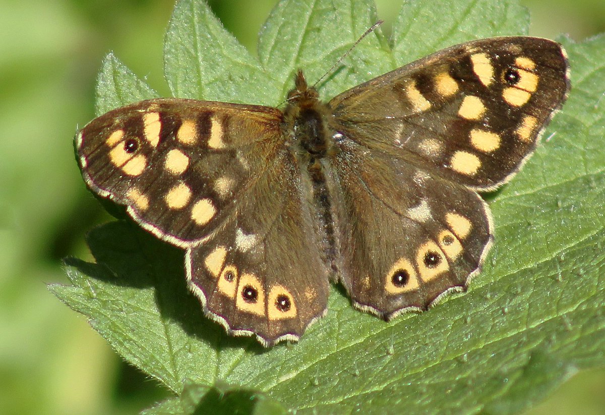 MorvienR's tweet photo. As I took Lizzie for today's #Springwatch walk🐶around the public footpath to #MotspurPark &amp; back to #WorcesterPark Surrey saw a few butterflies🦋@Team4Nature @Natures_Voice @savebutterflies @RSPB_Richmond @BCKentBranch @ButterflyParad5 @BBCSpringwatch @MissDollyLeigh @beMEWsed https://t.co/BSxRQbUwcN