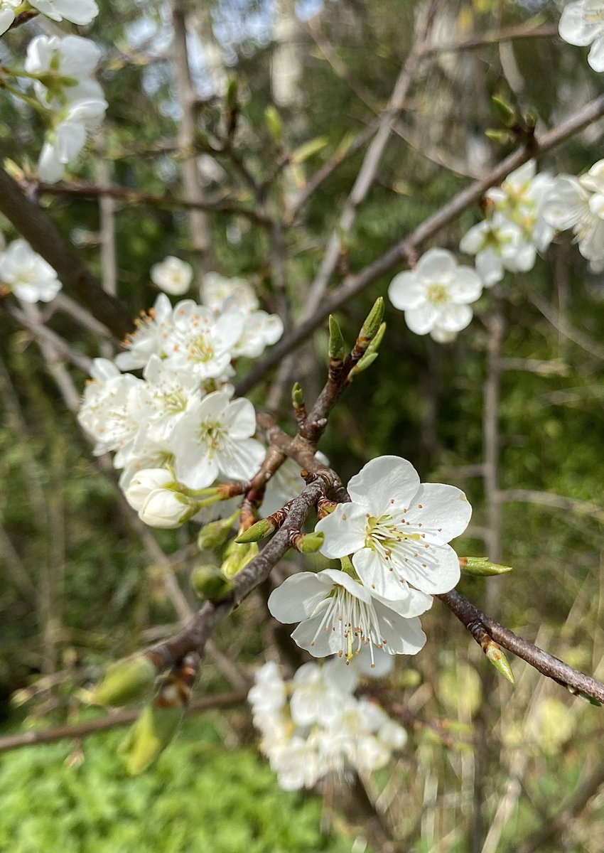 TConnectionSp's tweet image. Re-connecting with the garden and others after the winter break… Supporting #volunteering opportunities 💚🤎 @MatlockCouncil
