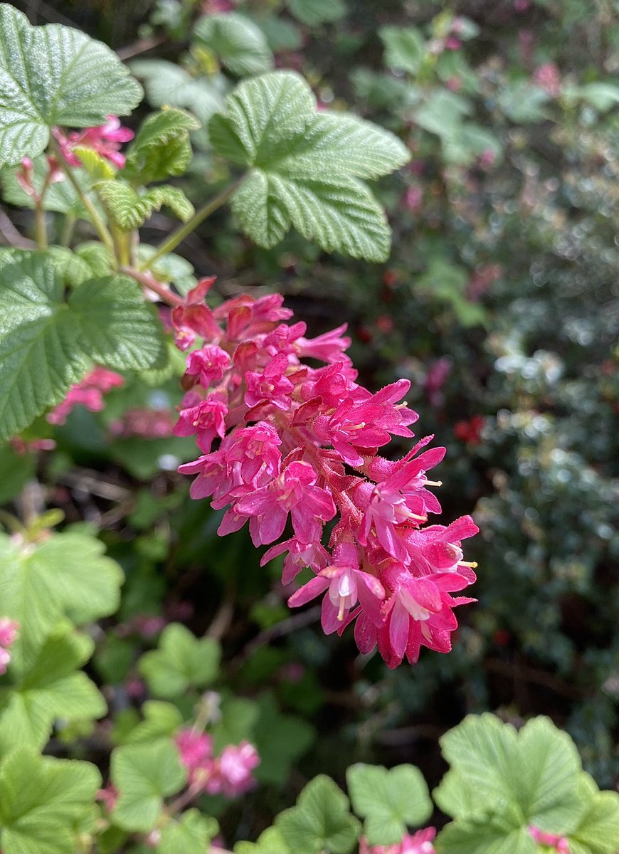 TConnectionSp's tweet image. Re-connecting with the garden and others after the winter break… Supporting #volunteering opportunities 💚🤎 @MatlockCouncil