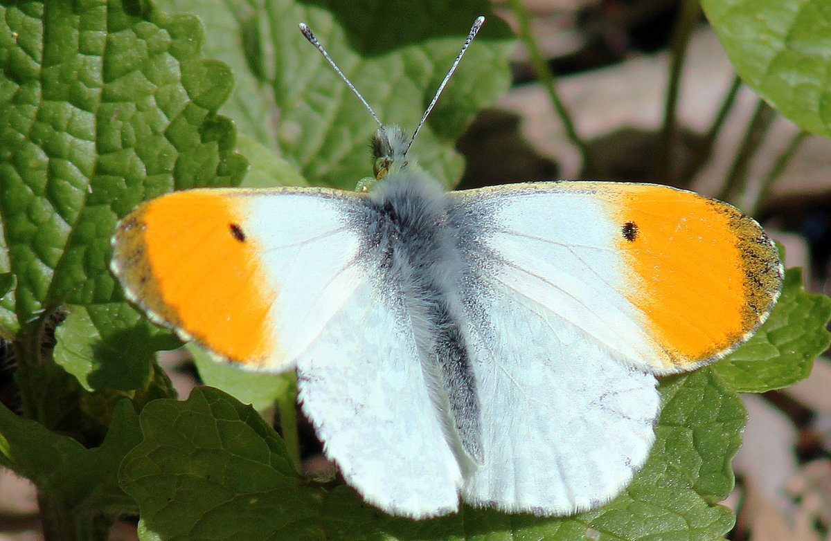 MorvienR's tweet photo. As I took Lizzie for today's #Springwatch walk🐶around the public footpath to #MotspurPark &amp; back to #WorcesterPark Surrey saw a few butterflies🦋@Team4Nature @Natures_Voice @savebutterflies @RSPB_Richmond @BCKentBranch @ButterflyParad5 @BBCSpringwatch @MissDollyLeigh @beMEWsed https://t.co/BSxRQbUwcN