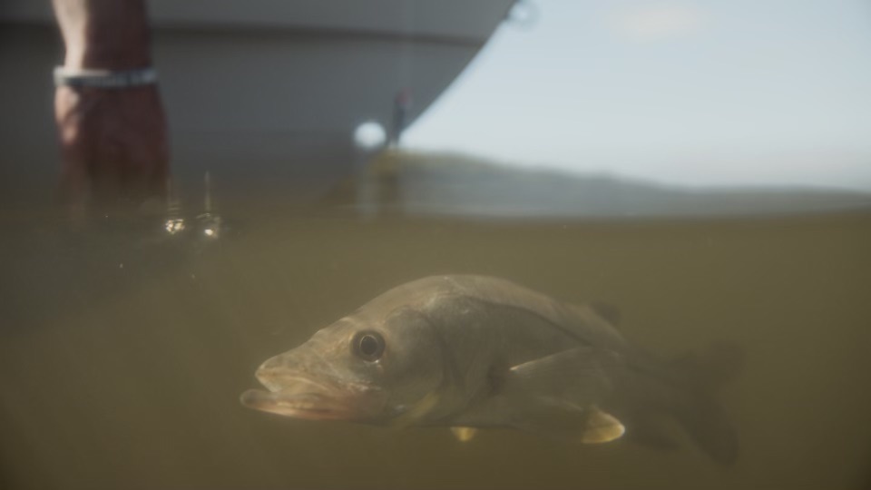 13fishing's tweet photo. Saturdays are for snook.
______________
#Snookered #13Fishing #MYOL #13Original #ocean #river #sea https://t.co/i1UJW6g96V