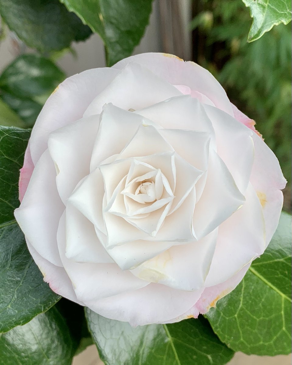 Petal perfection, Camellia 🌸#Flowers #Gardening #FlowerHunting