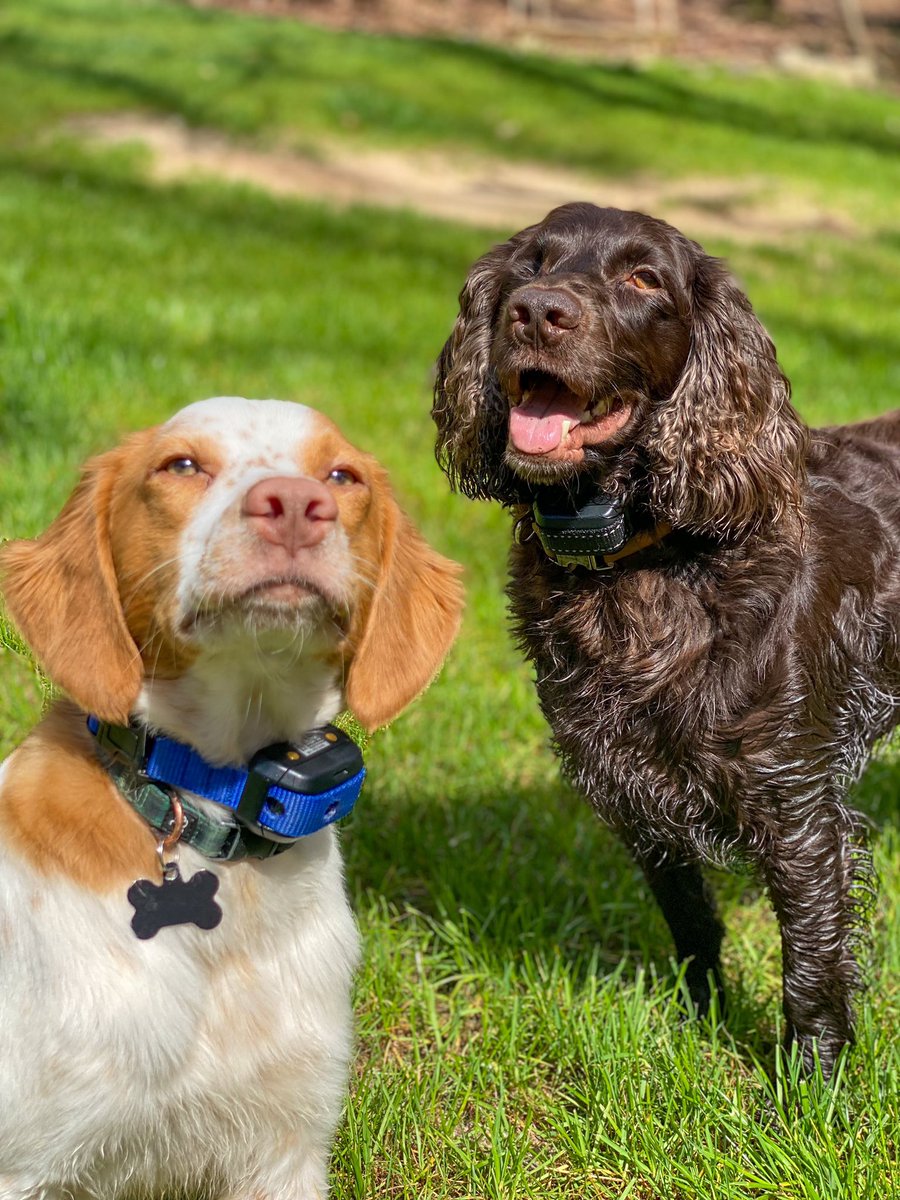 Scout_Gus's tweet photo. @TobaccoFreeNC Itโs us: Gus and Scout. We like chasing balls, swimming in the creek, watching the sun set, and breathing smoke-free air. #PetsNotPuffs https://t.co/AV8hkPiYwW