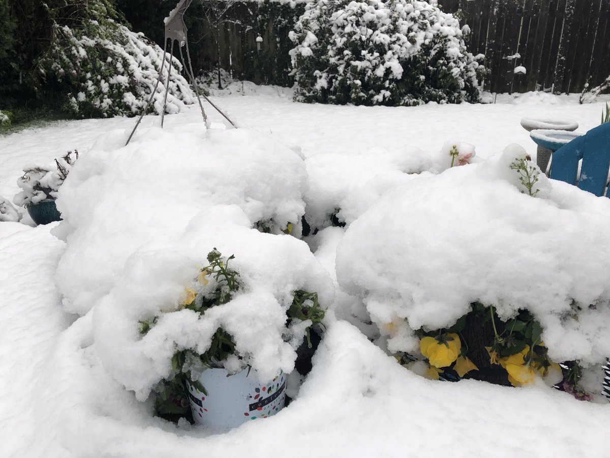 Kristiturnquist's tweet photo. Well, I guess I shouldn't have bought flowers to plant in pots quite yet. #pdxst #snow https://t.co/1Rcps5g2bB