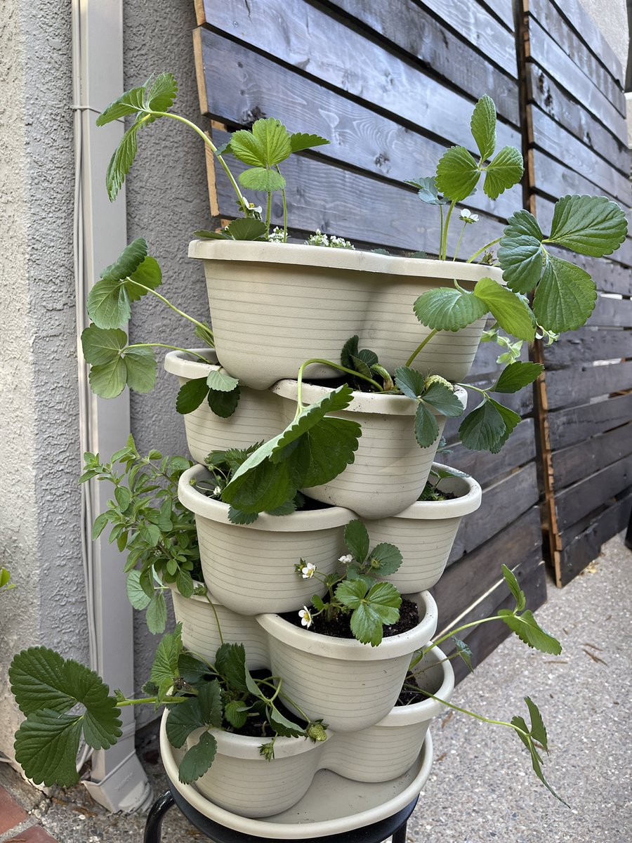 Getting ready for strawberry season! #urbanfarmer