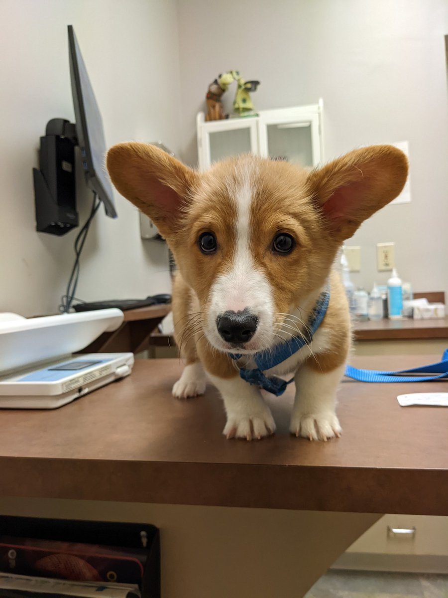 Chris Burson tweet media