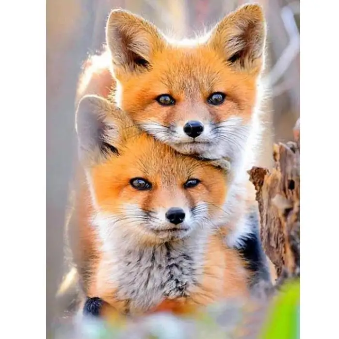 VieNatureSavoir's tweet photo. Mood pose 🦊📸 https://t.co/SVIdzUipmr