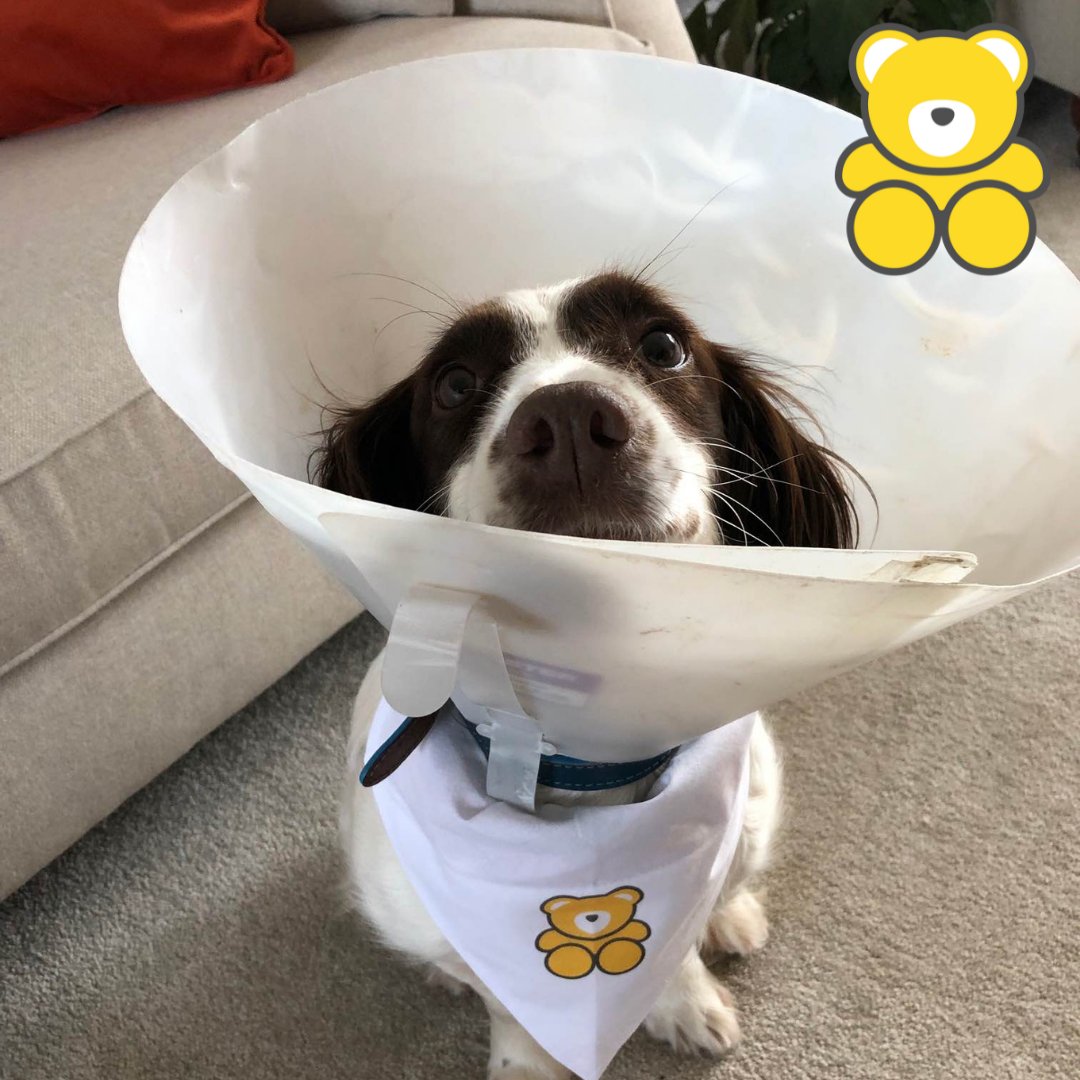 GoldenBearToys's tweet photo. Happy #NationalPetDay! ๐พ
We have some of our gorgeous pooches wearing their Golden Bear bandanas today in celebration of themselves! ๐ถ
Show us the best picture of your pet so we can celebrate them too! โค๏ธ
#Pets #NationalPetDay #OurPets #GoldenBearPets #Doggies #Dogs https://t.co/CpL1vGVGmq