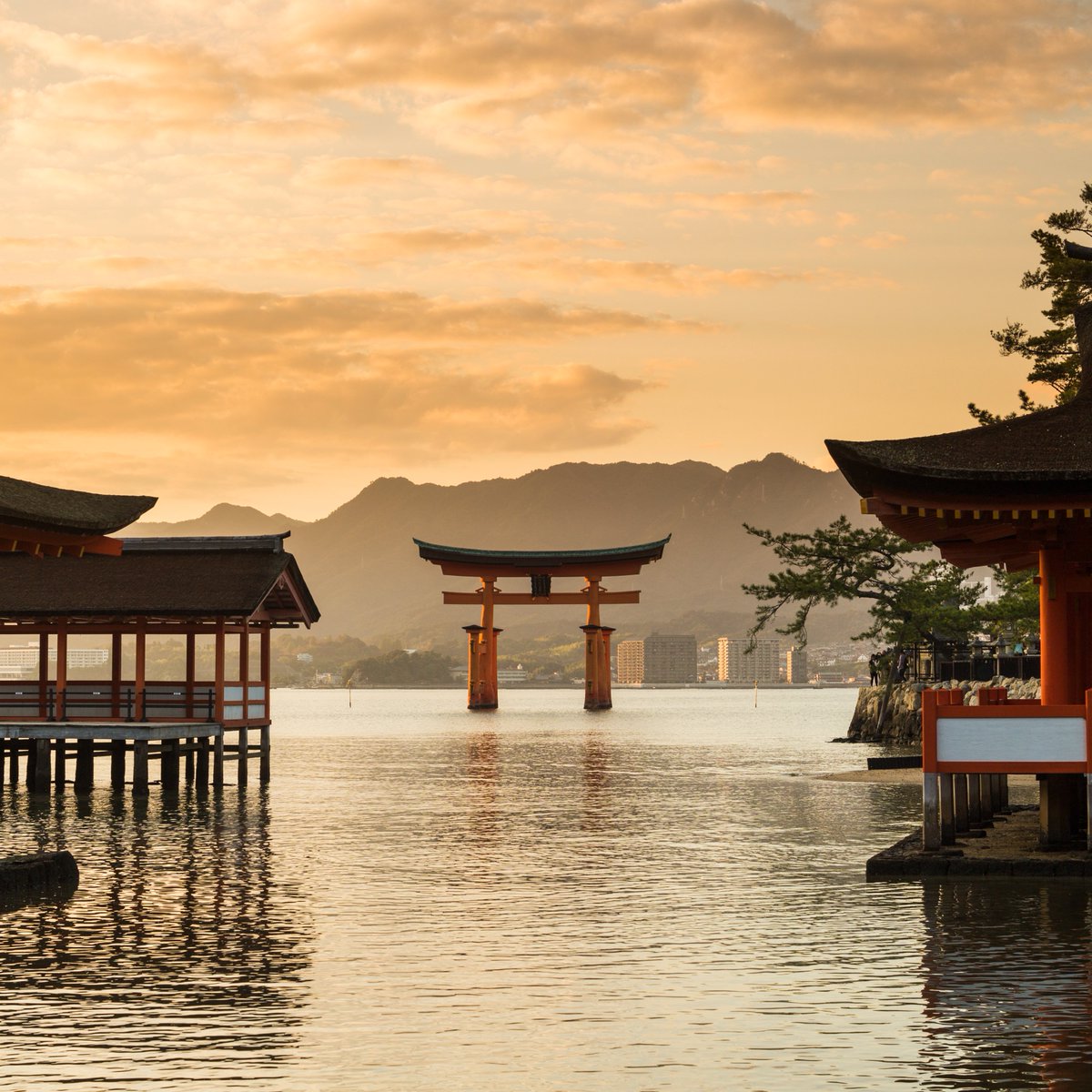 sidestage's tweet photo. TOKYO- From Jaw Dropping Landscapes to Modern Cities, which can sell well anything on Vending Machines. Lets Explore this futuristic city with us.
Follow us for more such content.
Visit our Site https://t.co/SvF5ueFBz5

#japan #japantravel  #travel #tokyo #tokyojapan #tokyotravel https://t.co/oKS6torsso