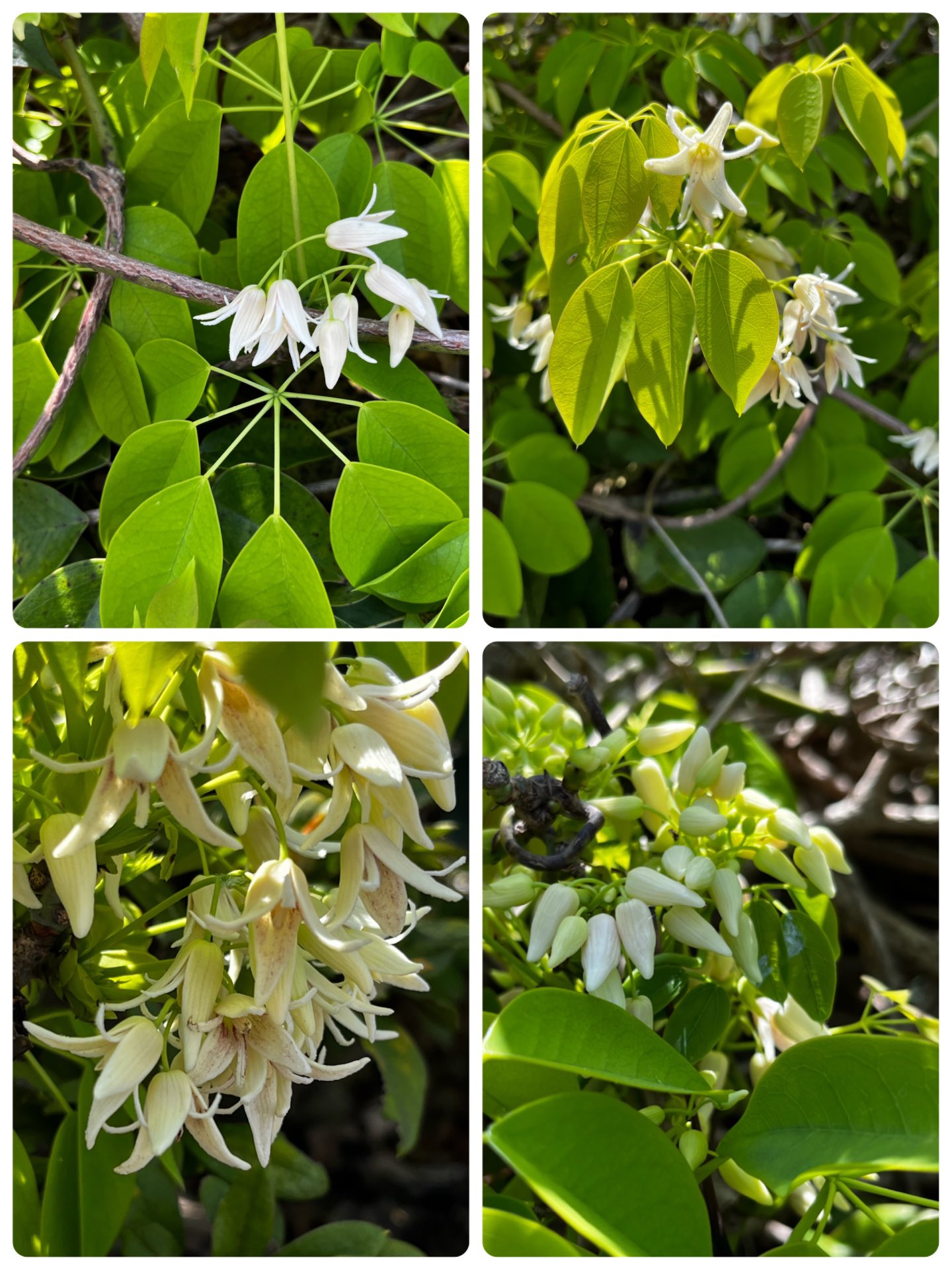 郁子 Twitter Search Twitter