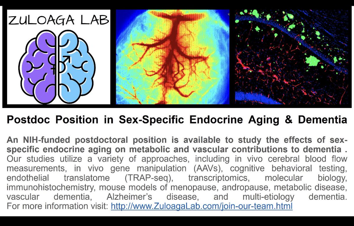 Zuloaga_Lab's tweet image. We are hiring! #Postdoc and #tech positions available. Details on our website ZuloagaLab.com/join-our-team  Please RT! 

#postdocjobs #ScienceTwitter @AlbanyMed