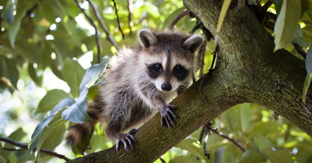 BugzillaPest's tweet image. These little babies may look cute and cuddly, but just like a human toddler they can make a big mess! Call us instead of trying to handle it on your own; we know how to handle them and their mama.
#NationalPestManagementMonth