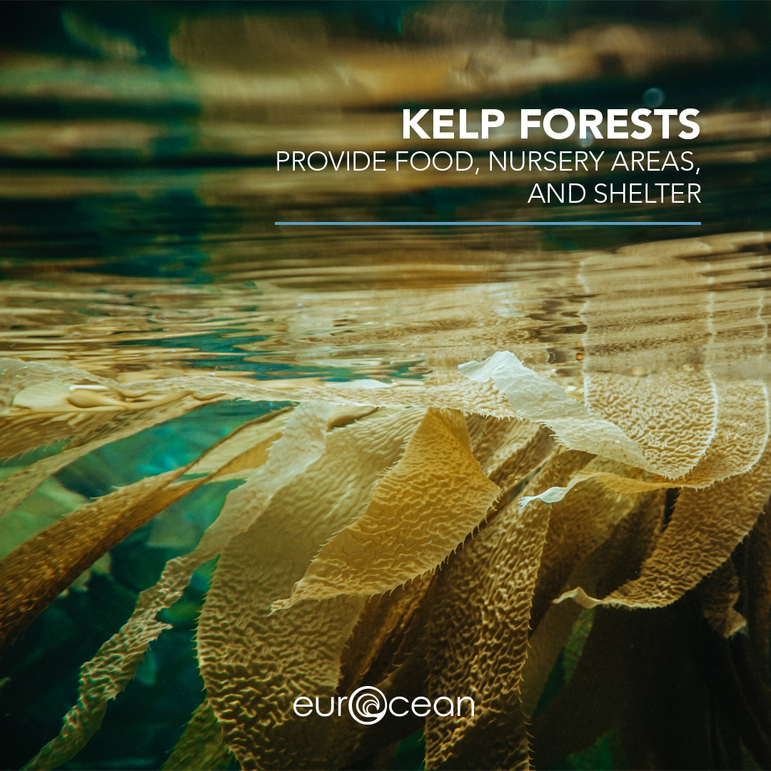 Kelp forests provide food, nursery areas, and shelter—including protection from predators and storms. #ourocean #oceano #kelp #ecosystems #marinelife #ocean