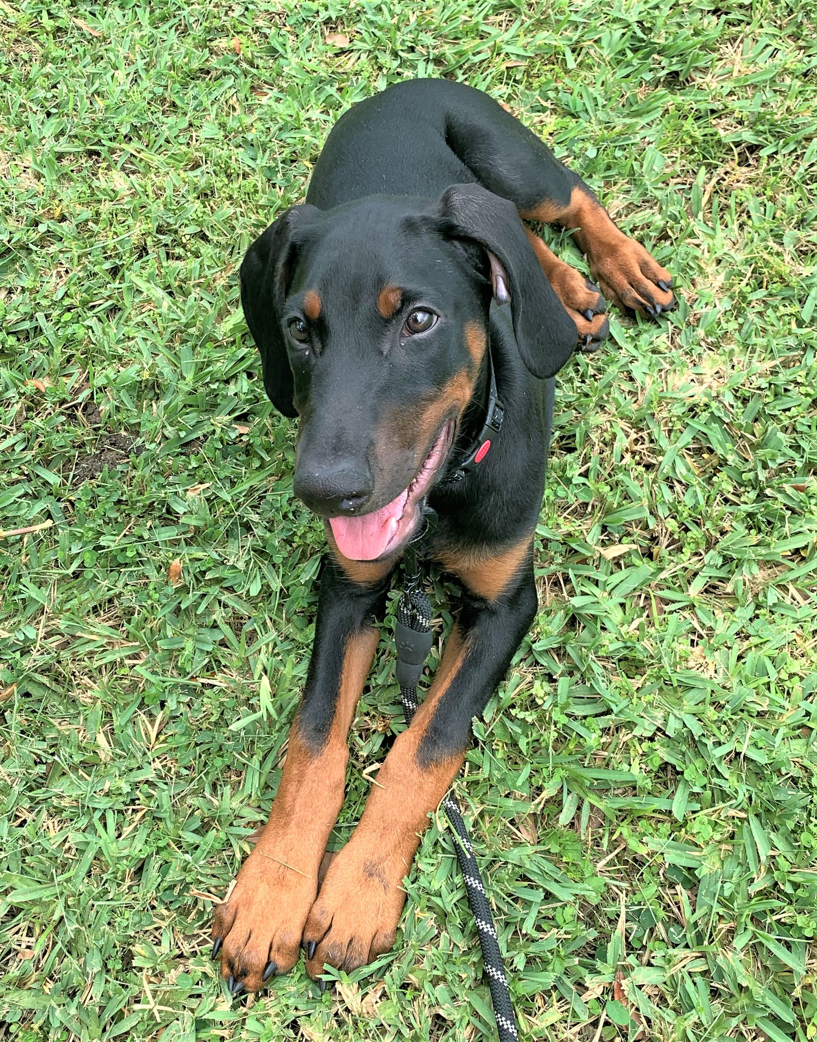 BarkWiki on Twitter " ️🐶 A Dog's Happy Life Story Zeus is a 13week