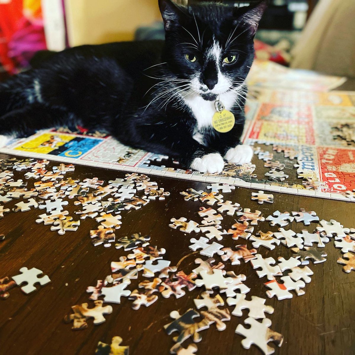 WhenWeAllVoteC1's tweet photo. Happy National Pet Day to Pickles, My School Votes Cat! 🐾 https://t.co/Mao7xUchxj