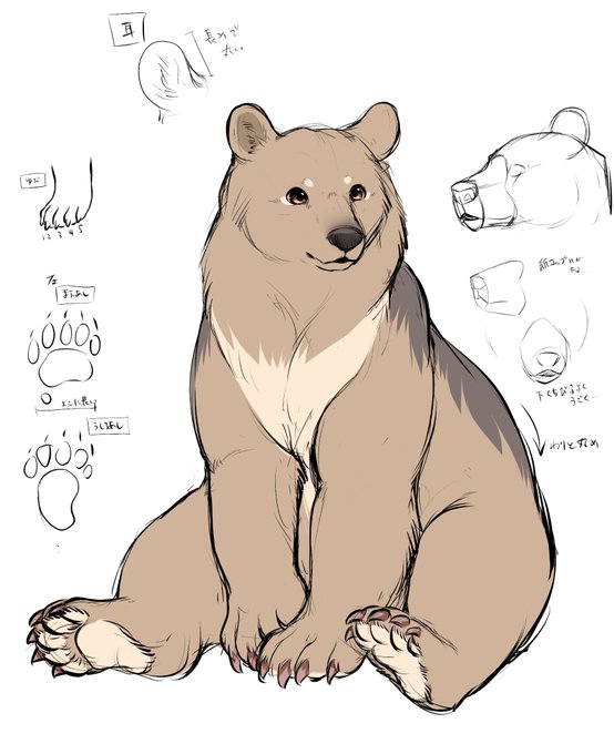 最近描いてた🐻です 