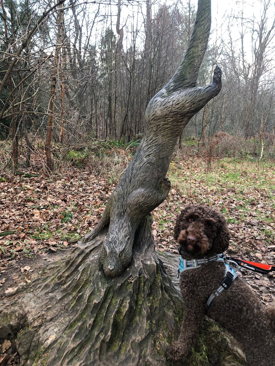 SkillsNELtd's tweet photo. Happy #NationalPetDay โคโค
Here's Otto x
#officedog #chocolatecockapoo https://t.co/xyfX8PZfve
