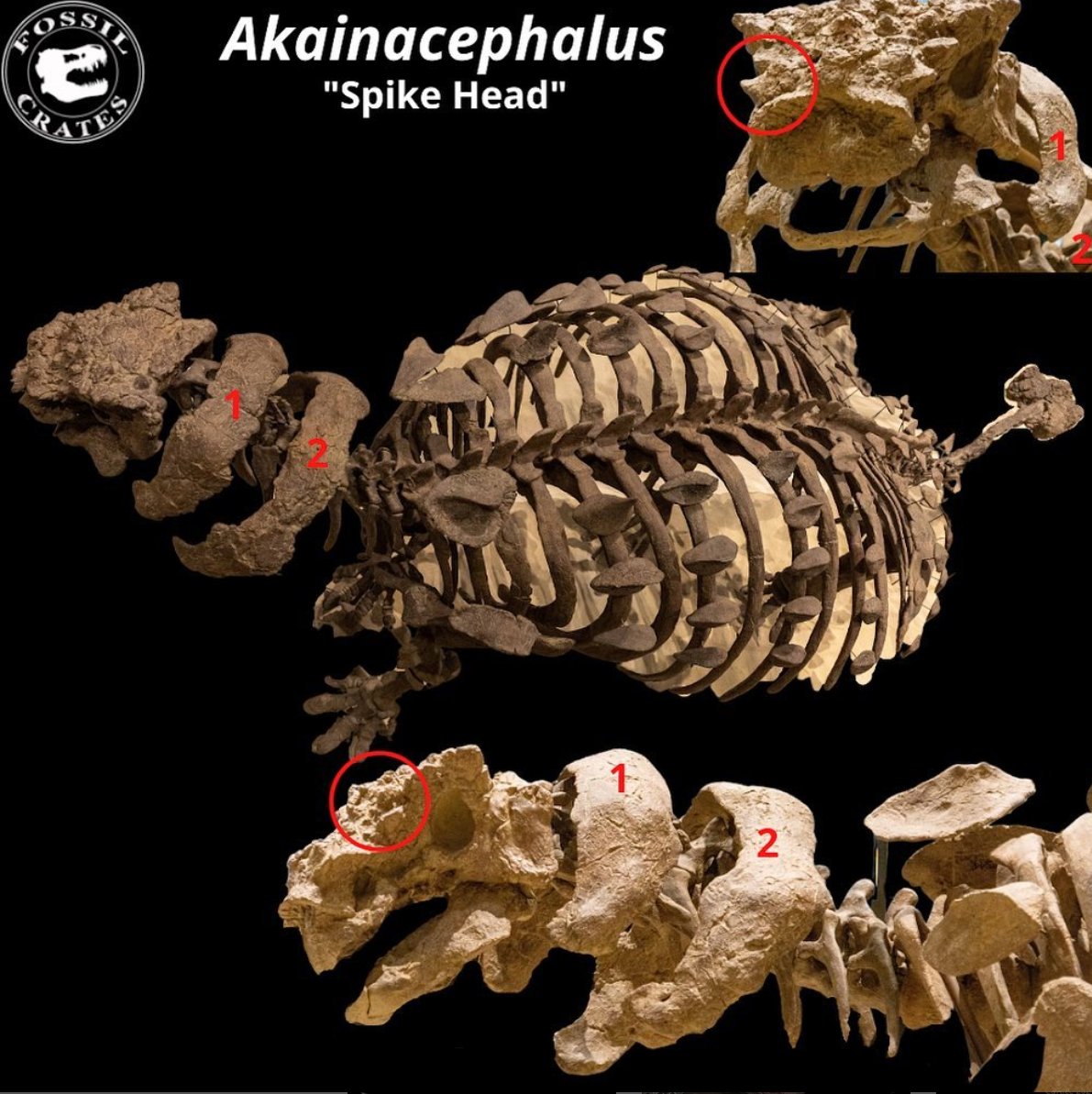 Fossilcrates's tweet photo. Spike Head - Literally!
#Akainacephalus rumbled across the Late #Cretaceous of #Utah
Red Circle = #caputegulum, bony pieces on the skull, diagnostic
#s = cervical half ring #osteoderms, very diagnostic
#Ankylosaur tail club = 3 osteoderms
#FossilCrates #Paleontology #dinosaurs https://t.co/tbt4JyEOAk