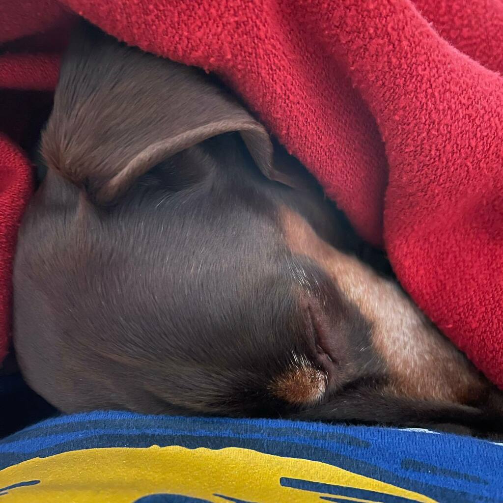 rhuntington3's tweet photo. I hear some of our friends have snow! Egads! No snow here but the sky booms are back and the water of falling so Iโm just going to be here with Dad until that stuff goes away. #NoThankYou #UghMonday #DoesntWalkInTheRain #DontBlameHim #chocolateandtandaโฆ https://t.co/xxPSQEWuxf https://t.co/ywQo429qib