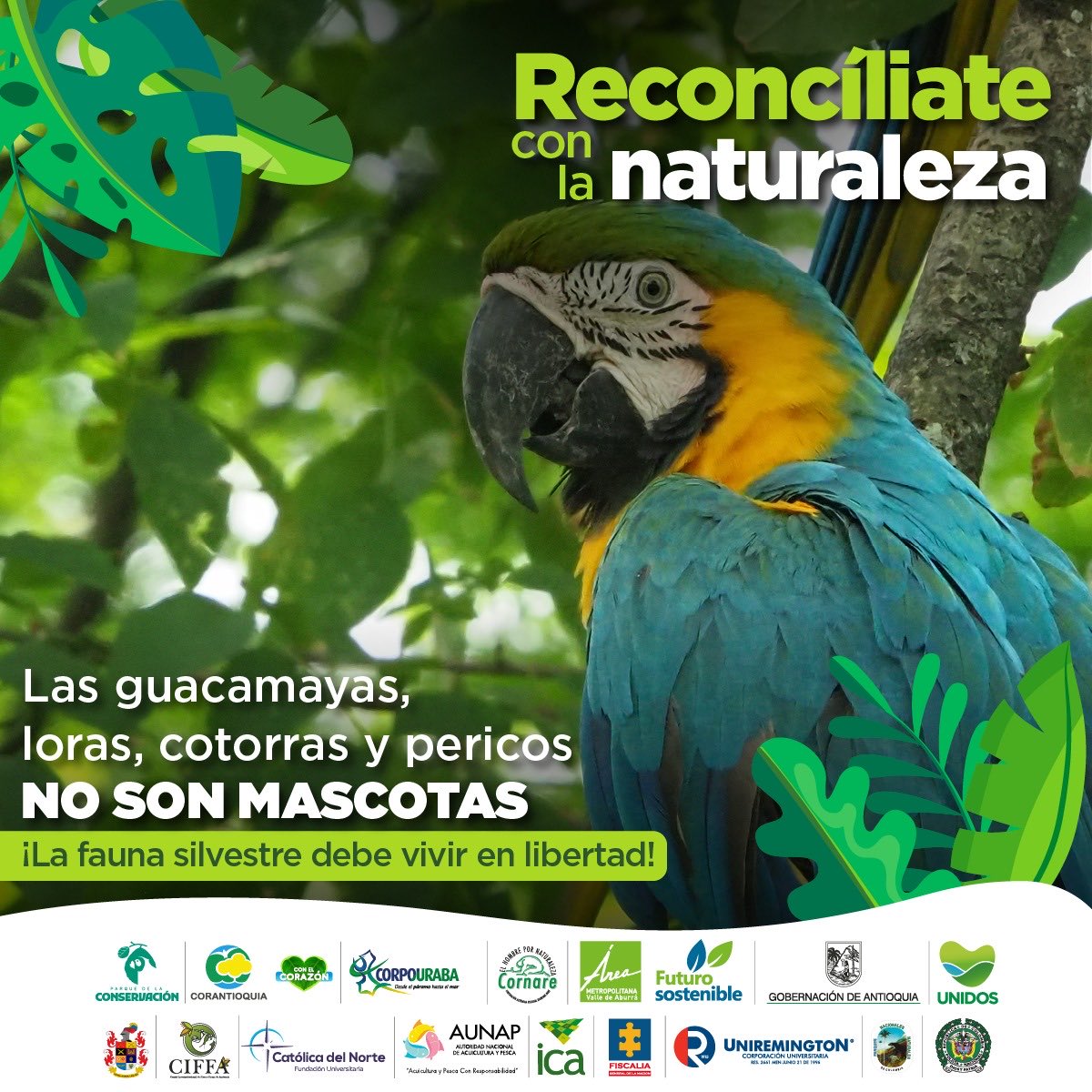 En esta #SemanaMayor #ReconcíliateConLaNaturaleza , no compres, retengas o vendas #FaunaSilvestre. #ParqueDeLaConservación  #CIFFA