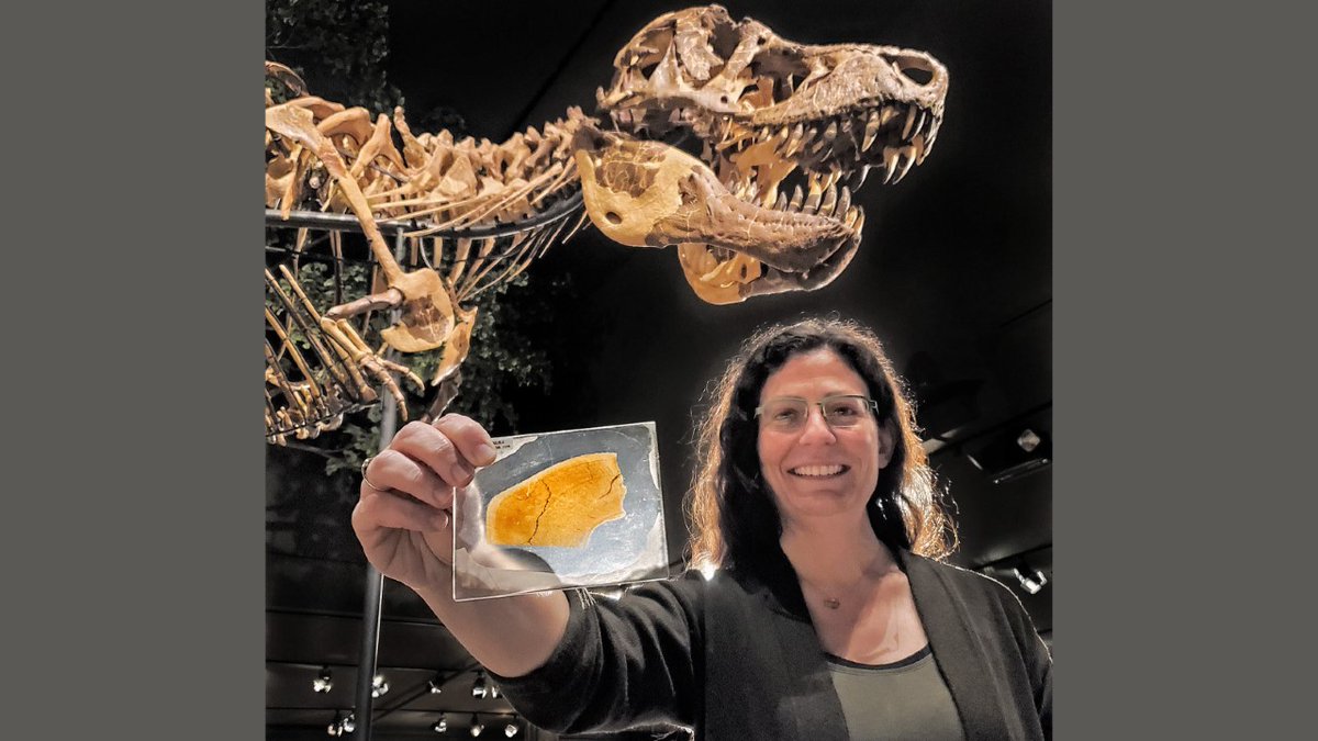 MuseumRockies's tweet image. Hello, #fossillovers! @histo_holly is visiting #MOR to study #Tyrannosaurus #histology, which can reveal how these giant carnivores grew. Here, she is holding a thin slice of bone from the leg of a #Trex.