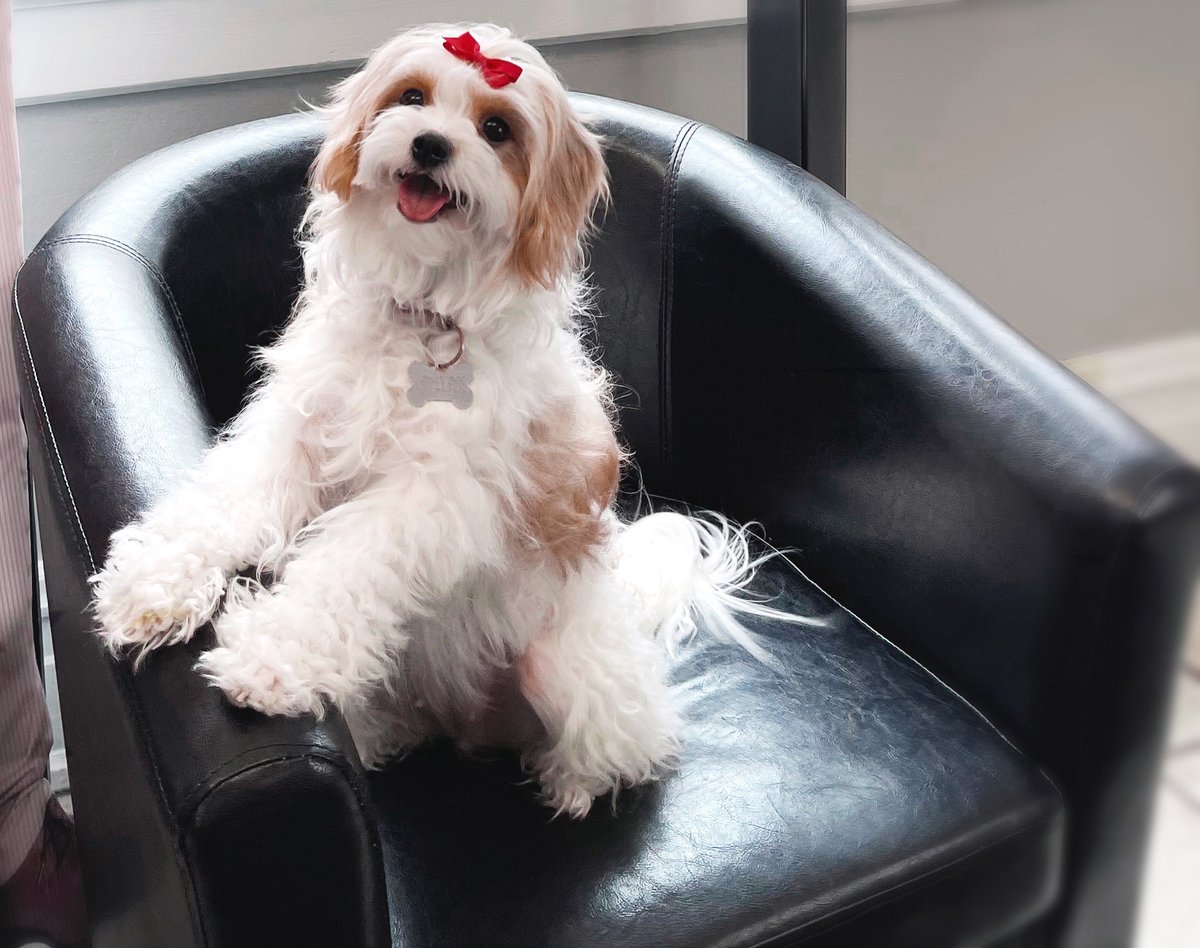 davidsnowSF's tweet image. Happy National Pet Day!
HoneyBee loves coming into our office especially for a photoshoot! Do you have a furry companion you’d like to spotlight on our page? Stop by our office to get their photo taken 📸
#NationalPetDay #DaveSnowStateFarm