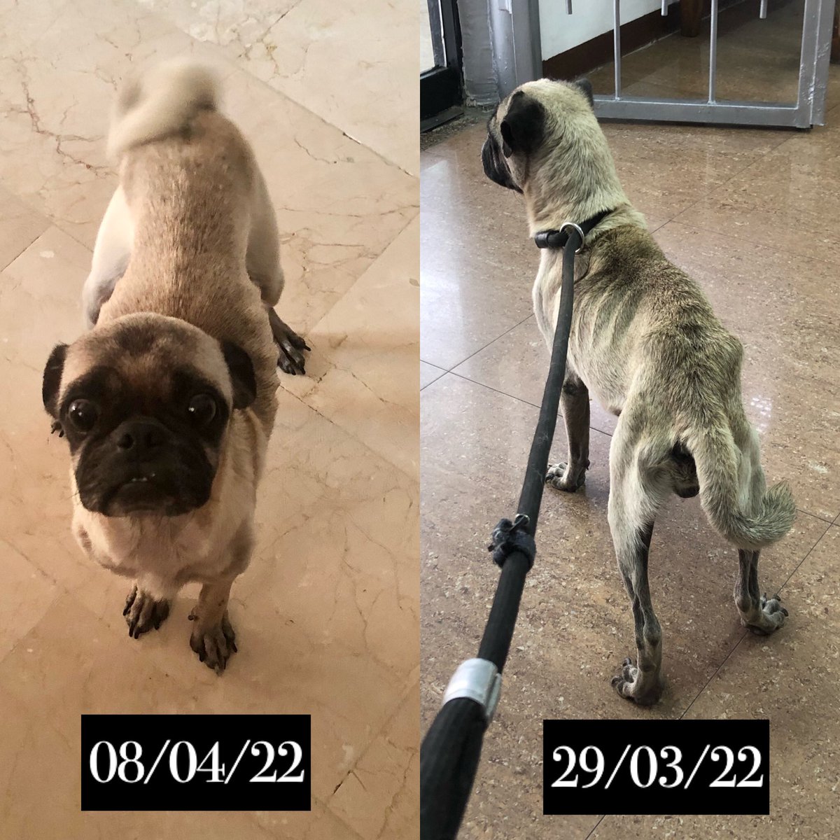 ayudemosapluto's tweet photo. In snail steps but we are doing very well with the beautiful #HomeroAP 😍♥️
We continue to give him protein-rich food 4 times a day and he still eats desperately 😞 #Venezuela #dogs #share #RescueDogs #help #charity https://t.co/Ydff1l58zH