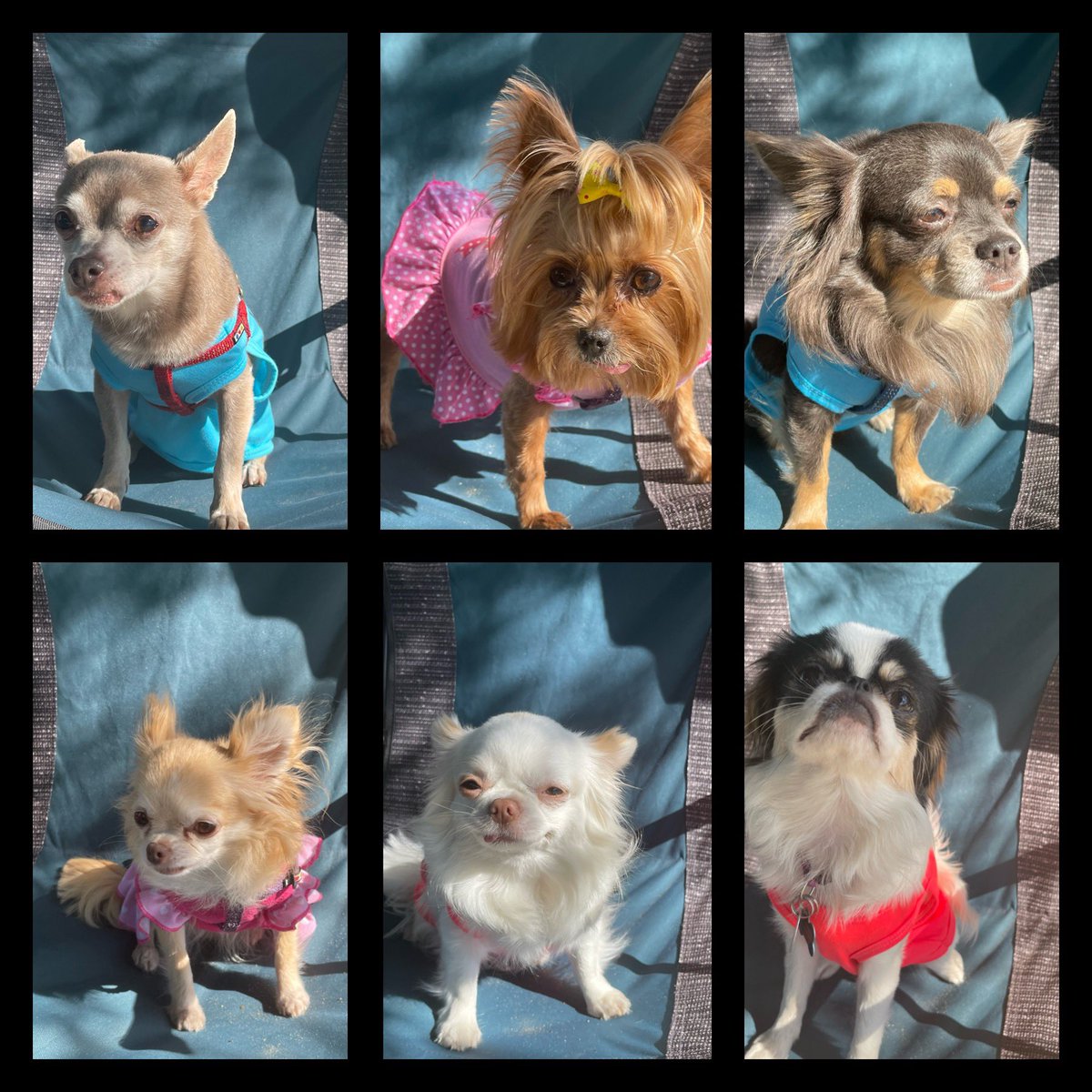 4chis1york's tweet photo. Happy Monday! Lubs Bentley, Puppy, Cooper, Juju, Lolo, & Yumi #NationalPetDay #4chis1york&1chin #OldestToYoungest https://t.co/9DiR009smc